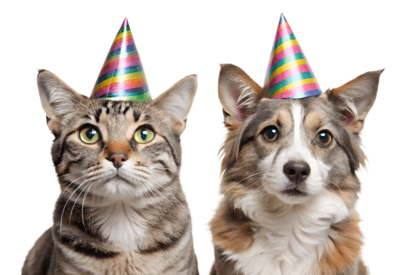 Download Cat and Dog Wearing Party Hats PNG - Premium Resources